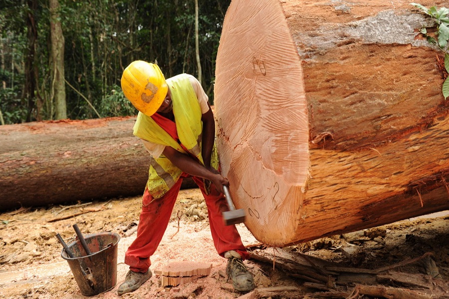 augmentation du prix du bois du cameroun a l international